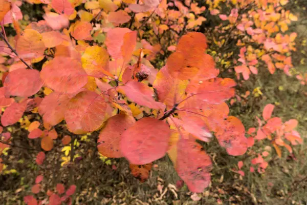 Jesienne Liście Drzewach Jesienny Kolorowy Krajobraz — Zdjęcie stockowe