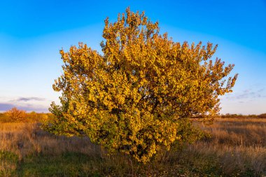 Mavi gökyüzünde portakal yaprakları olan sonbahar ağacı. Sonbahar zamanı