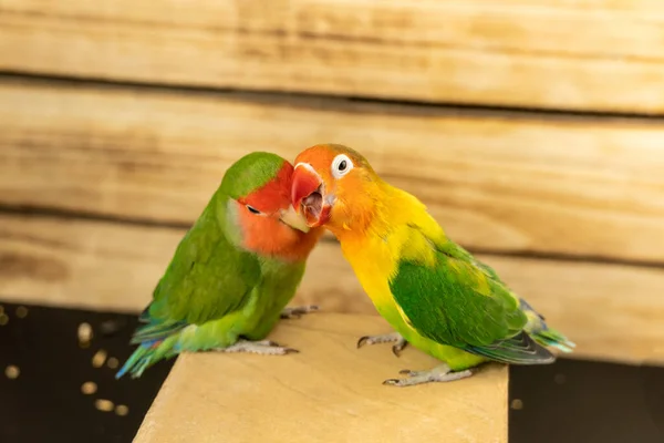 Twee Meerkleurige Onafscheidelijke Papegaaien Een Houten Achtergrond Een Knabbelt Aan — Stockfoto