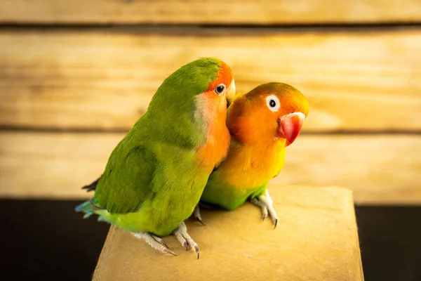 Dos Loros Inseparables Multicolores Sobre Fondo Madera Hermosas Aves Verdes —  Fotos de Stock