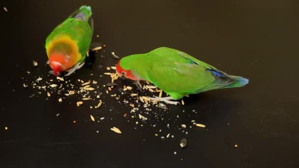 Zöld Papagájok Szerelmes Madarak Klute Gabona Szórt Fekete Háttér Gyönyörű — Stock videók