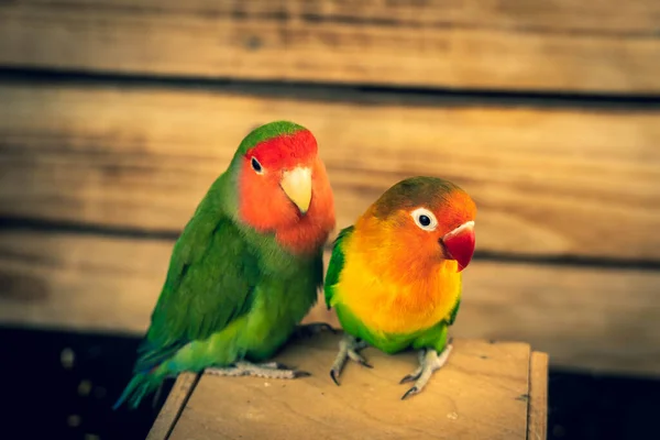 Pair Lovebird Parrots Wooden Board Plank Background — Stock Photo, Image