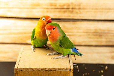 Ahşap tezgahta muhabbet kuşu papağanları ve tahtalardan oluşan bir arka plan. Renkli kuş çifti