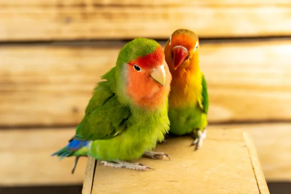 Lovebird Papageien Auf Einem Holzständer Und Einem Hintergrund Aus Brettern — Stockfoto