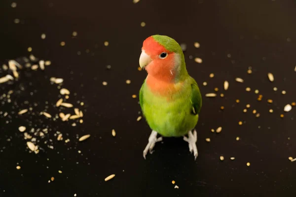 Loro Tortolito Está Parado Sobre Grano Sobre Fondo Negro Colorido —  Fotos de Stock