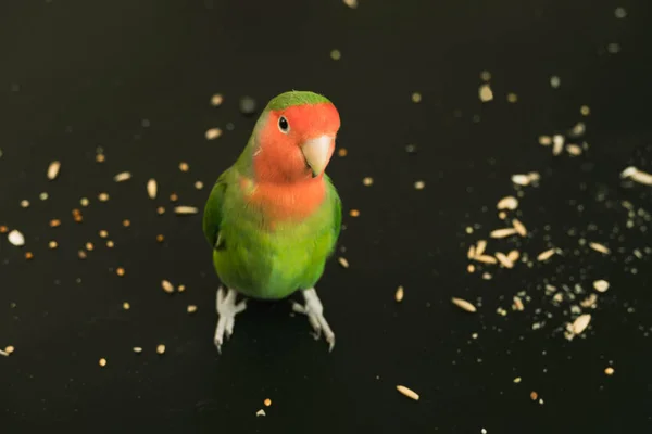 Люблячий Папуга Стоїть Зерні Чорному Тлі Барвистий Зелений Птах — стокове фото