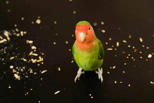 Lovebird Parrot Stands Grain Black Background Colorful Green Bird — Stock Photo, Image