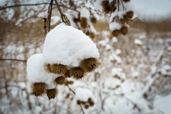 Suchý Plevel Sněhu Sušené Volně Rostoucí Rostliny Pokryté Sněhem Detailní — Stock fotografie