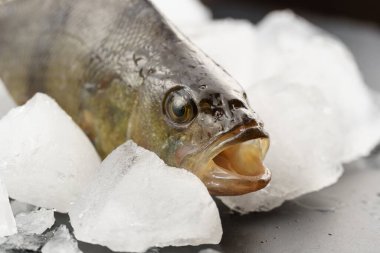 Buzun içindeki balık konteynırına yakın çekim. Ağzı açık balık kafası..
