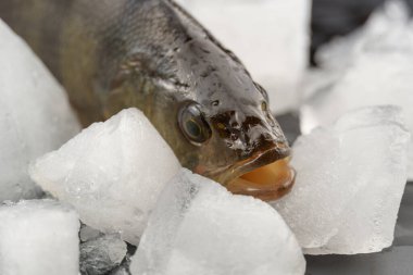 Bir levrek balığının büyük buz parçalarına yakın plan çekimi. Yemeği soğutuyorum..