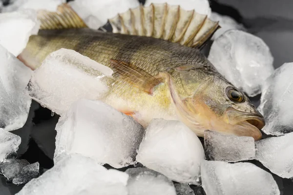 Pesce Persico Giace Grandi Frammenti Ghiaccio Uno Sfondo Nero Pesce — Foto Stock