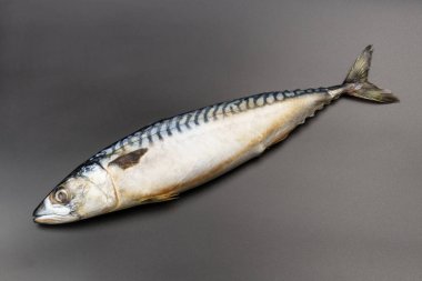 Siyah arka planda taze, çiğ uskumru. Yukarıdan görüntüle .