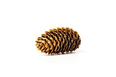 Beyaz arka planda çam kozalağı izole edilmiş. İnfloresan ve kozalaklı meyveler.