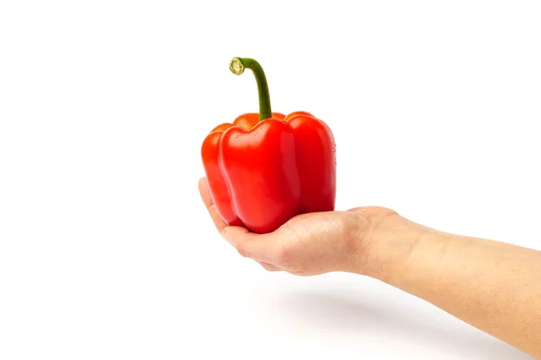 Rode Paprika Hand Geïsoleerd Witte Achtergrond — Stockfoto