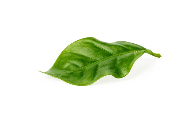 Κοντινό Πλάνο Του Πράσινου Φύλλου Λευκό Φόντο — Φωτογραφία Αρχείου