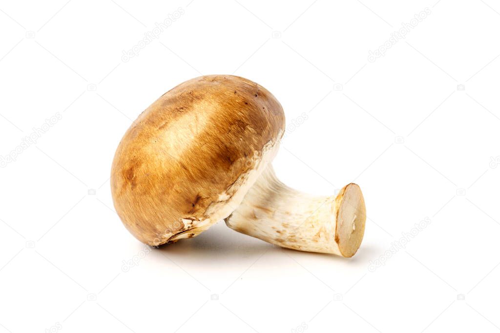 Royal mushroom isolated on white background. Champignon with a brown hat