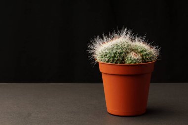 Siyah arka planda kahverengi plastik saksıda küçük kaktüsler fotokopi alanı ile yakın plan.