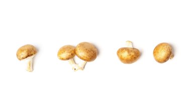 Beyaz arka planda izole edilmiş taze şampiyon mantarları seti. Yukarıdan görüntüle