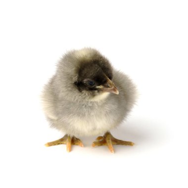 Beyaz arka planda izole edilmiş küçük gri tavuk. evcil tavuk yavrusu