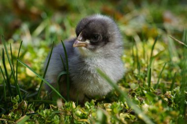 Yeşil çayırda yeni doğmuş genç bir piliç. Çimenlerdeki gri tavuğun yakın çekimi.