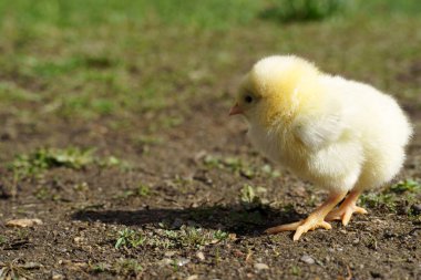 Küçük sarı tavuk yeşil çimenlikteki çayırda duruyor, kopyalama alanı.