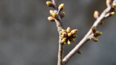 Gri arka planda şişmiş tomurcukları olan bir dal, kopyalama alanı. Bahçedeki bahar manzarası.