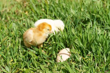 Doğada iki küçük tavuk ve yeşil çimlerde tavuk yumurtası. Pankart.