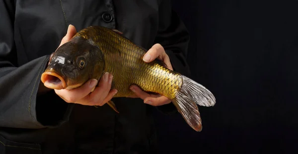 Primo Piano Carpa Fresca Mani Uno Sfondo Scuro Donna Cuoco — Foto Stock