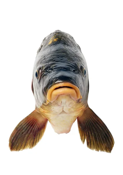 白い背景に鯉の頭が孤立 川魚の接近 — ストック写真