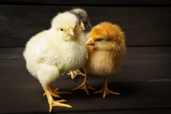 Gekleurde Kippen Een Donkere Houten Achtergrond Pluimvee Kippen Boerderij Een — Stockfoto