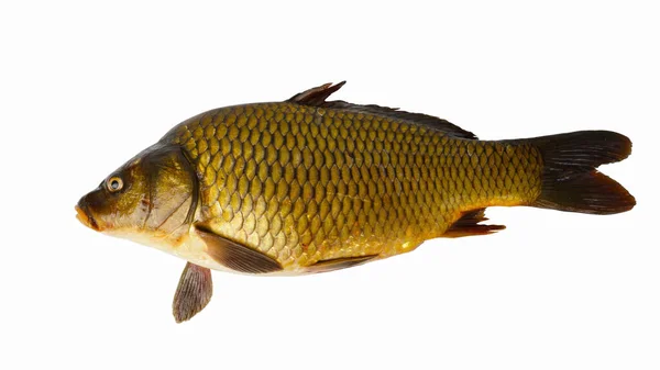 Grande Carpa Isolada Fundo Branco Peixes Água Doce Vista Cima — Fotografia de Stock