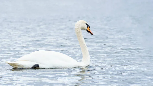 Изящный Белый Лебедь Реке Лебеди Дикой Природе Портрет Лебедя Пространство — стоковое фото
