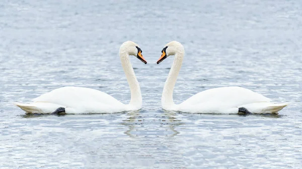 romantic two swans, symbol of love. a pair of mute swans Cygnus olor on the surface of the water.