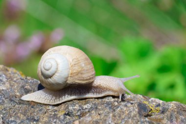 Büyük salyangoz bahçede bahar günü, taşın üzerinde sürünüyor. Kabuktaki yaygın bahçe salyangozu, hava soluyan büyük bir tür yenilebilir toprak salyangozudur..
