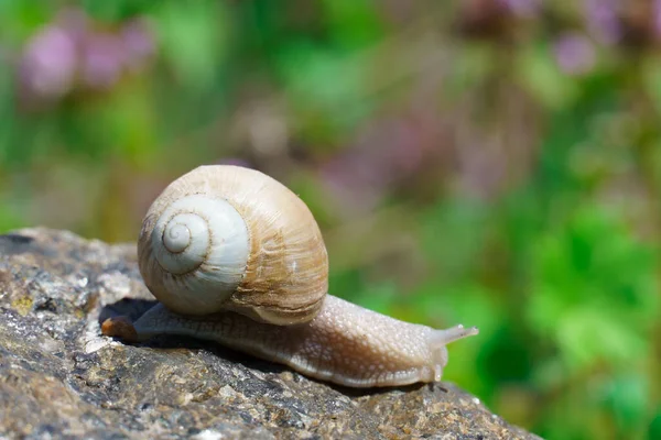Büyük salyangoz bahçede bahar günü, taşın üzerinde sürünüyor. Kabuktaki yaygın bahçe salyangozu, hava soluyan büyük bir tür yenilebilir toprak salyangozudur..