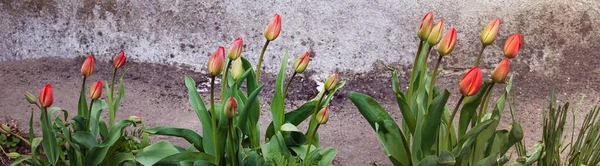 panoramic photo of red tulips on a gray wall background. beautiful blooming flowers