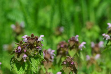 Mor kır çiçeklerine yakın çekim. Yeşil tarlada yetişen yabani mor çiçekler, seçici odak