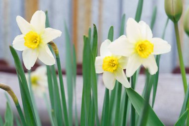 Bahçede sarı çekirdekli beyaz nergis çiçekleri var. bahar beyaz ve sarı çiçekler. yakın plan