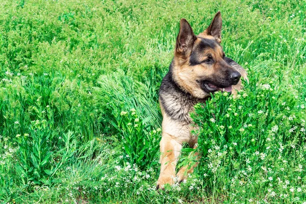 Hond Duitse Herder Groen Gras Mooie Grote Hond Ligt Een — Stockfoto