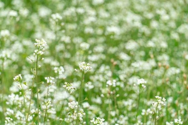 Yeşil çimenlikteki beyaz küçük çiçekler. Çayırdaki güzel bahar çiçeklerinin yakın çekimi.