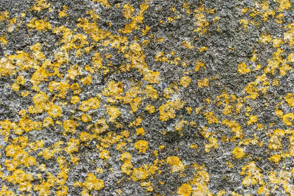 Als Hintergrund Eignen Sich Grüne Moospflanzen Auf Dem Felsen Abstrakte — Stockfoto