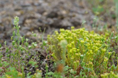 Çayırdaki yeşil bitkiler. Yazın çimen, çayıra yakın çekim. yaz arkaplanı