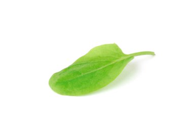 Yeşil doru beyaz arka planda izole edilmiş. Taze yeşiller, geniş bir alan..