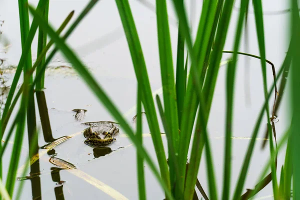 Pad Oever Van Rivier Brokken Zomer Natuur — Stockfoto