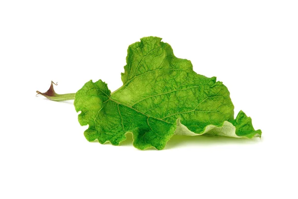Зеленый Лопух Лист Изолирован Белом Фоне Лопух Лекарственное Растение — стоковое фото