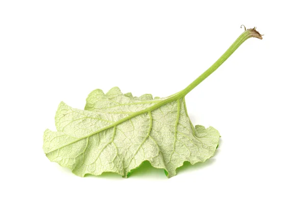 Πράσινο Φύλλο Λιναριού Απομονωμένο Λευκό Φόντο Burdock Φαρμακευτικό Φυτό — Φωτογραφία Αρχείου