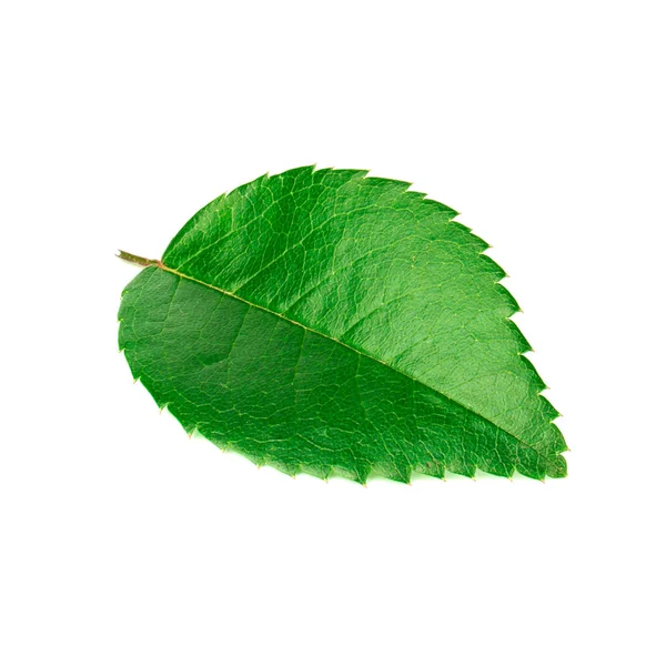 Grüne Rosenblatt Isoliert Auf Weißem Hintergrund Gattung Hagebutten — Stockfoto