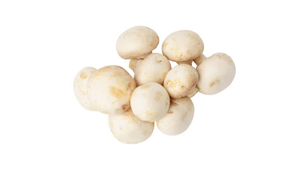 一堆在白色背景上被隔离的支持者 白色蘑菇 — 图库照片