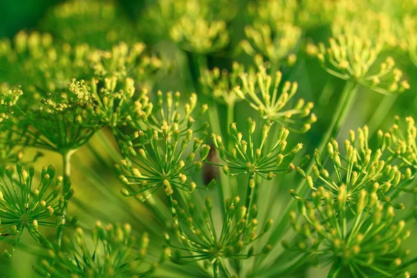 ディルを開花させる 黄色のディルの花の緑の背景 — ストック写真