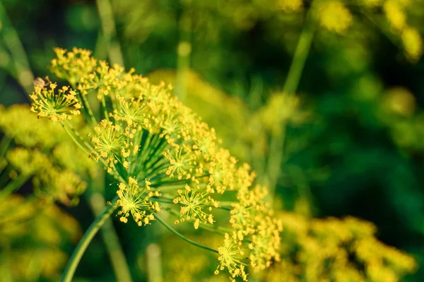 Blühender Dill Grüner Hintergrund Mit Gelben Dillblüten — Stockfoto